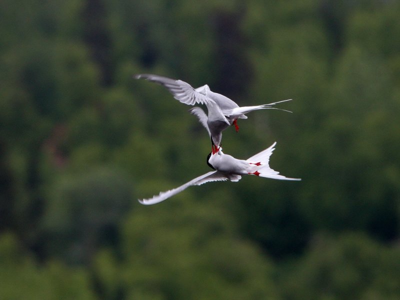 Arctic Tern