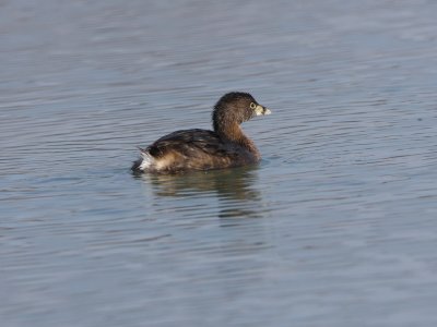Pied-billed Grebe