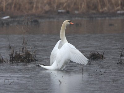 Mute Swan