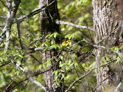 Hooded Warbler