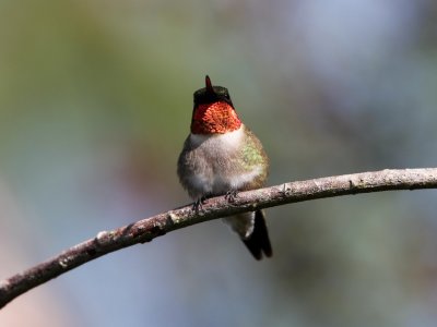 Ruby-throated Hummingbird