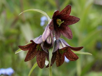 Chocolate Lily