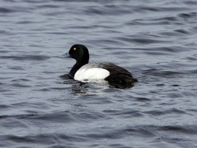 Greater Scaup