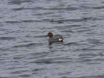 Green-winged Teal (common)