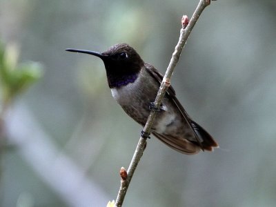 Black-chinned Hummingbird