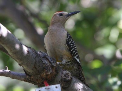 Gila Woodpecker