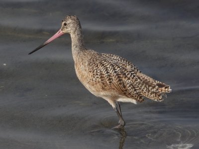 Marbled Godwit