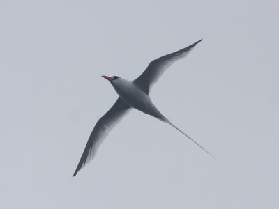 Red-billed Tropicbird