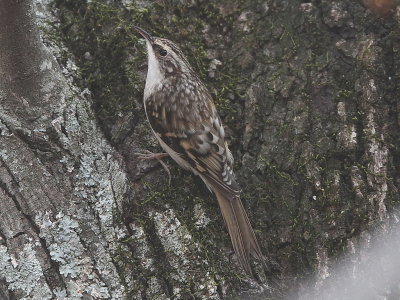 Brown Creeper