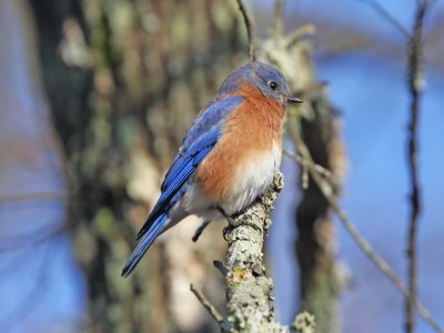 Eastern Bluebird