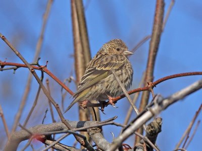 Pine Siskin