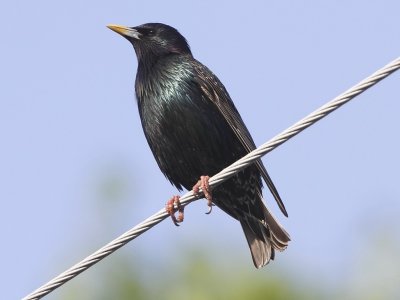 European Starling