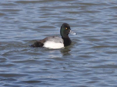 Lesser Scaup