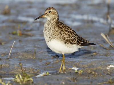 Pectoral Sandpiper