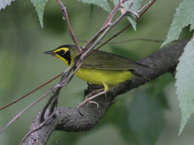 Kentucky Warbler