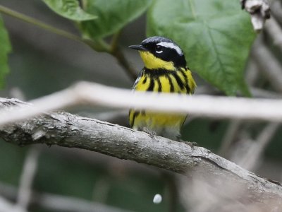 Magnolia Warbler