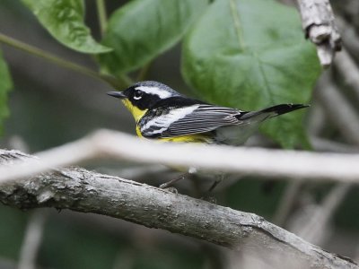 Magnolia Warbler