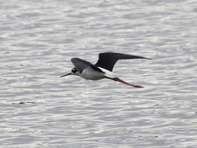Black-necked Stilt