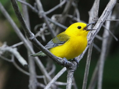 Prothonotary Warbler