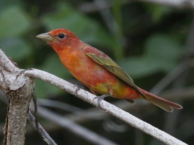 Summer Tanager