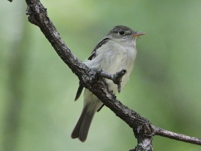 Acadian Flycatcher