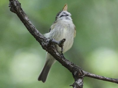 Acadian Flycatcher