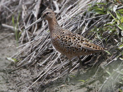 Short-billed Dowitcher