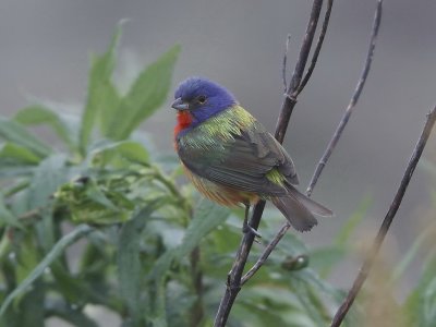 Painted Bunting