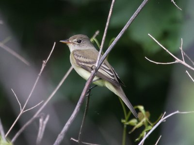 Acadian Flycatcher