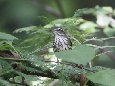 Lousiana Waterthrush