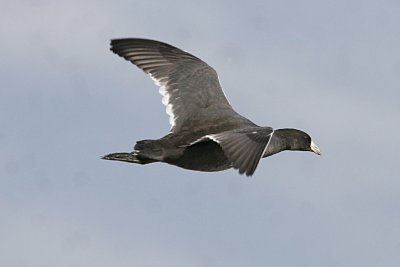 American Coot