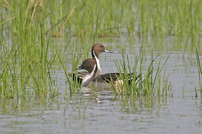 Northern Pintail Drakes