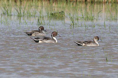 Northern Pintail drakes