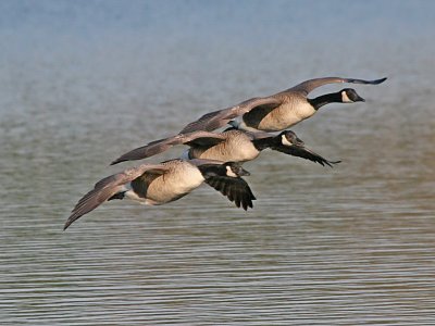 Canada Geese