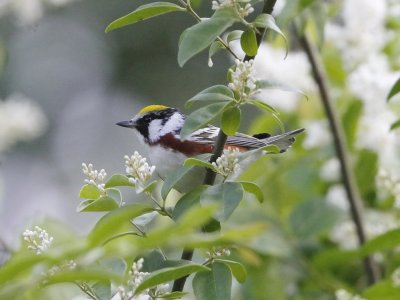 Chestnut-sided Warbler