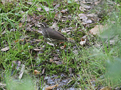 Northern Waterthrush