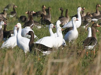 Ross's, Snow, & White-fronted Geese