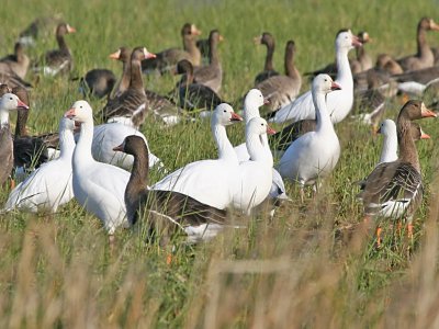 Ross's, Snow, & White-fronted Geese