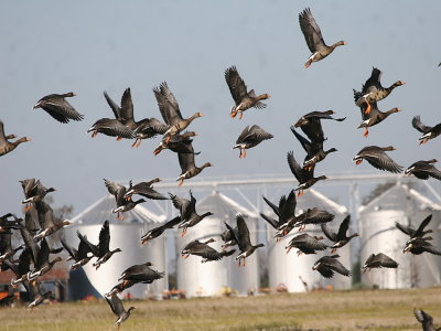 Greater White-fronted Geese in Flight