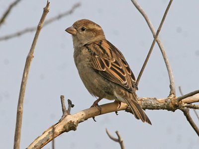 House Sparrow female