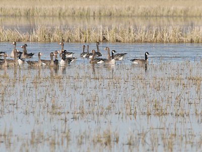 Lesser Canada and Cackling Goose