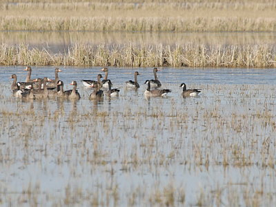 Lesser Canada  and Cackling Goose
