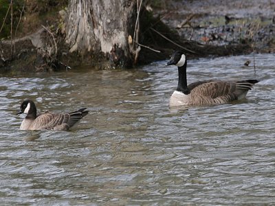 Cackling Goose