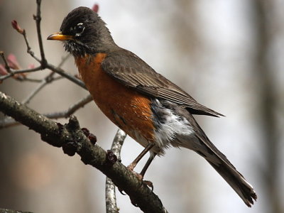 American Robin