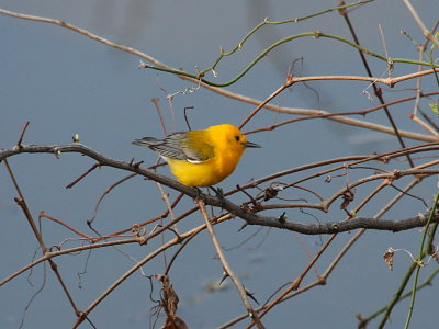 Prothonotary Warbler