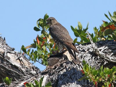 Merlin