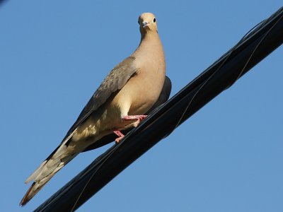 Mourning Dove