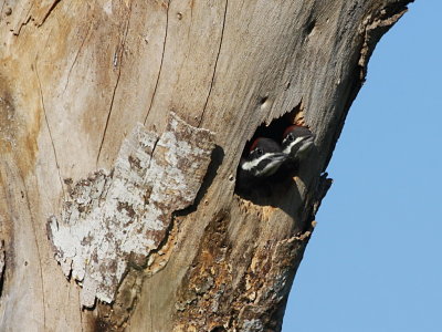 Pileated Woodpecker