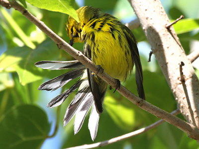 Prairie Warbler