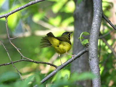Kentucky Warbler